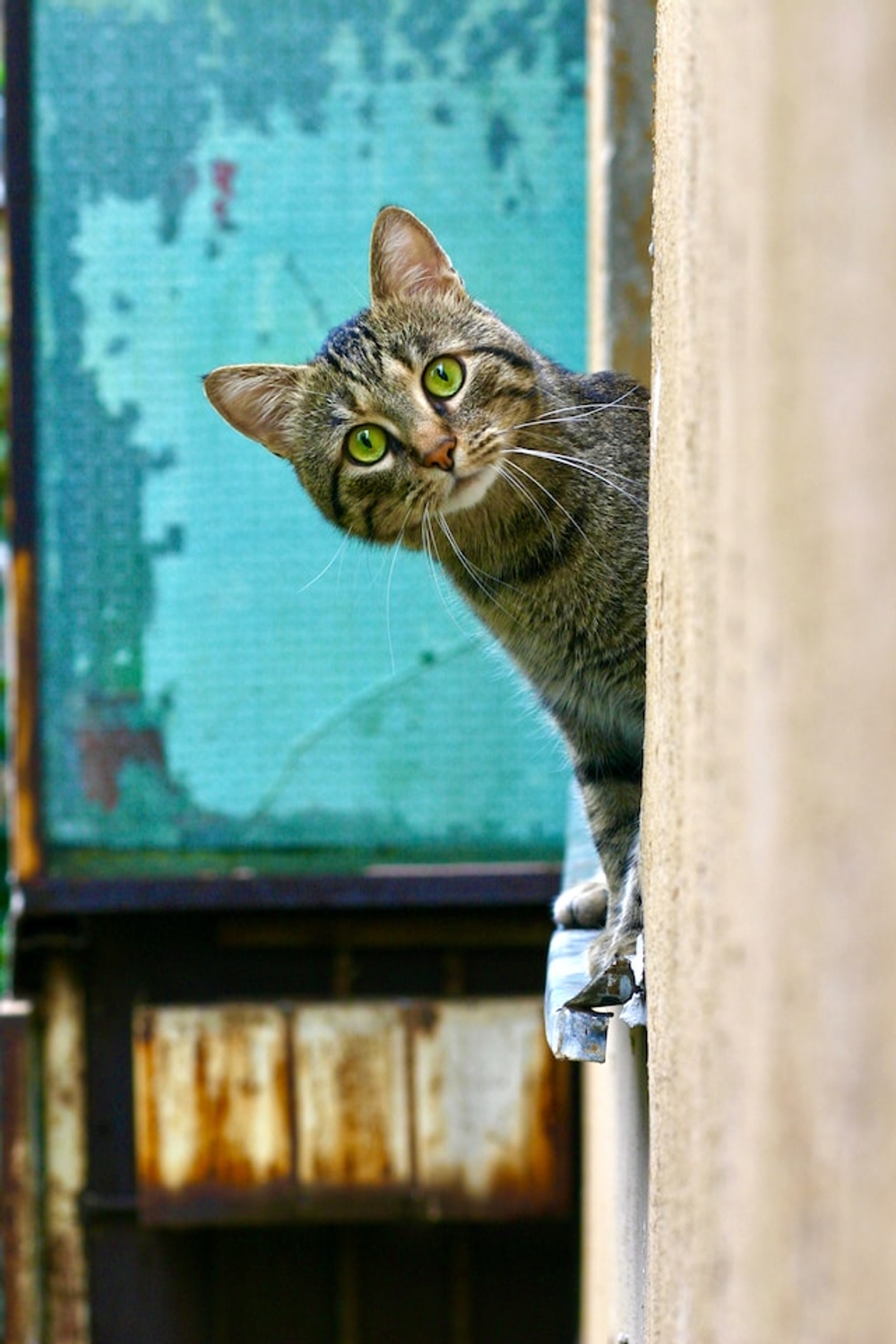 img of Feral Cat Feeding: Dos and Don'ts