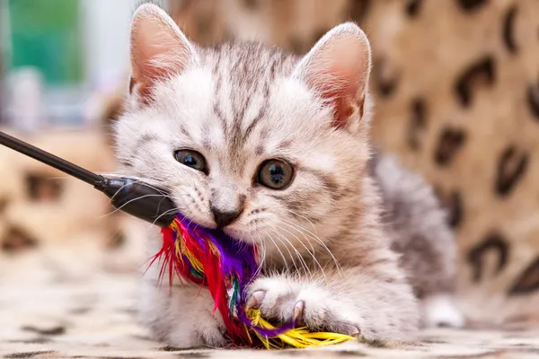 img of 8 Tips for Bringing Home a New Kitten