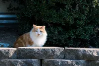 img of Caring for Stray Cats: Tips and Tricks