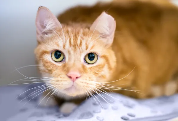 img of Why is this cat missing his ear tip?